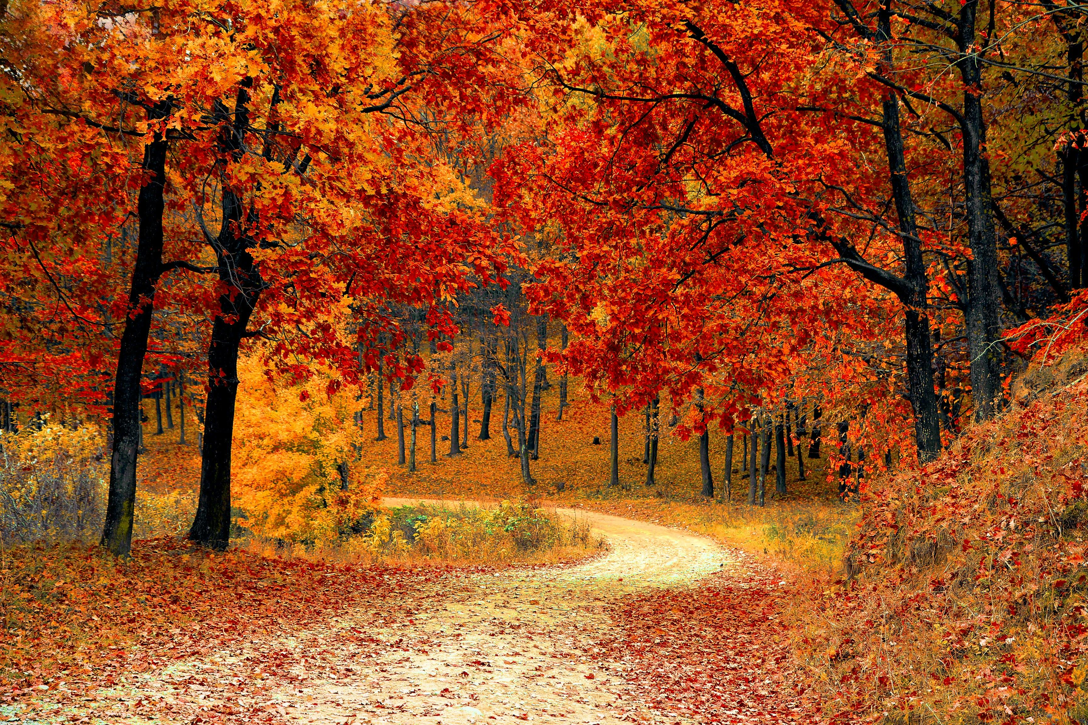Ein Herbstwald. 