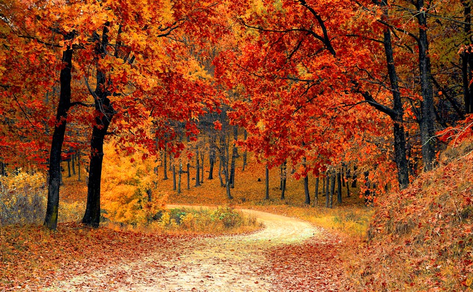 Ein Herbstwald. 