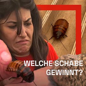 thumbnail_schabe_greenfield_1-1